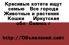 Красивые котята ищут семью - Все города Животные и растения » Кошки   . Иркутская обл.,Саянск г.